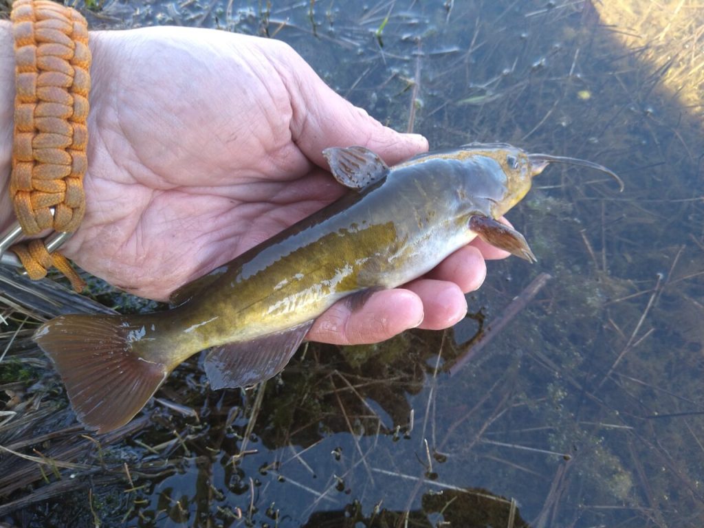 Piikkimonni Ameiurus nebulosus Kuva: Juha Ojaharju