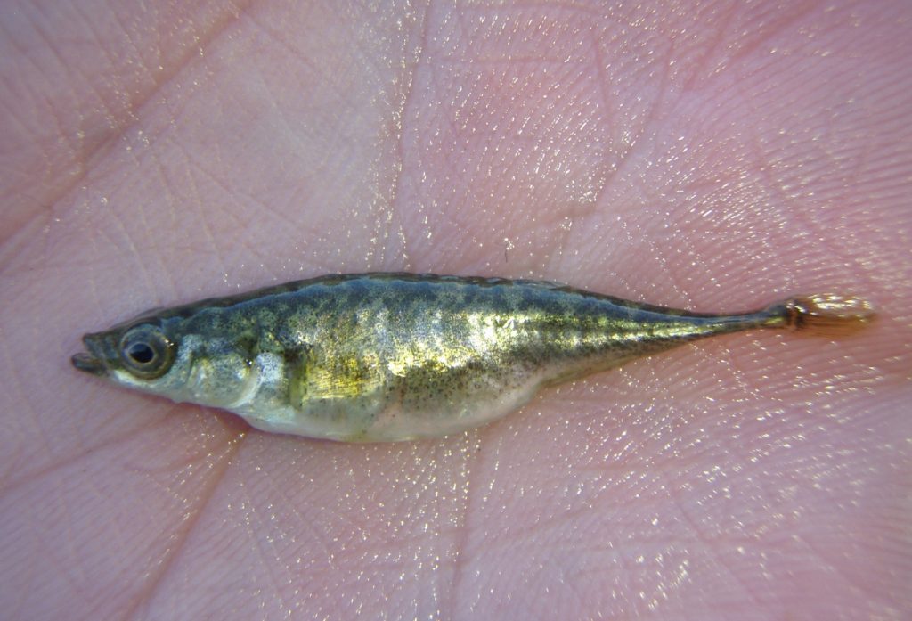 Kymmenpiikki